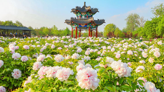 Peony Viewing in Heze