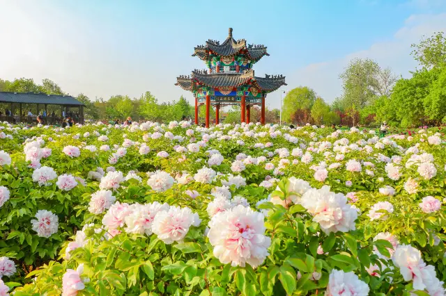 Peony Viewing in Heze