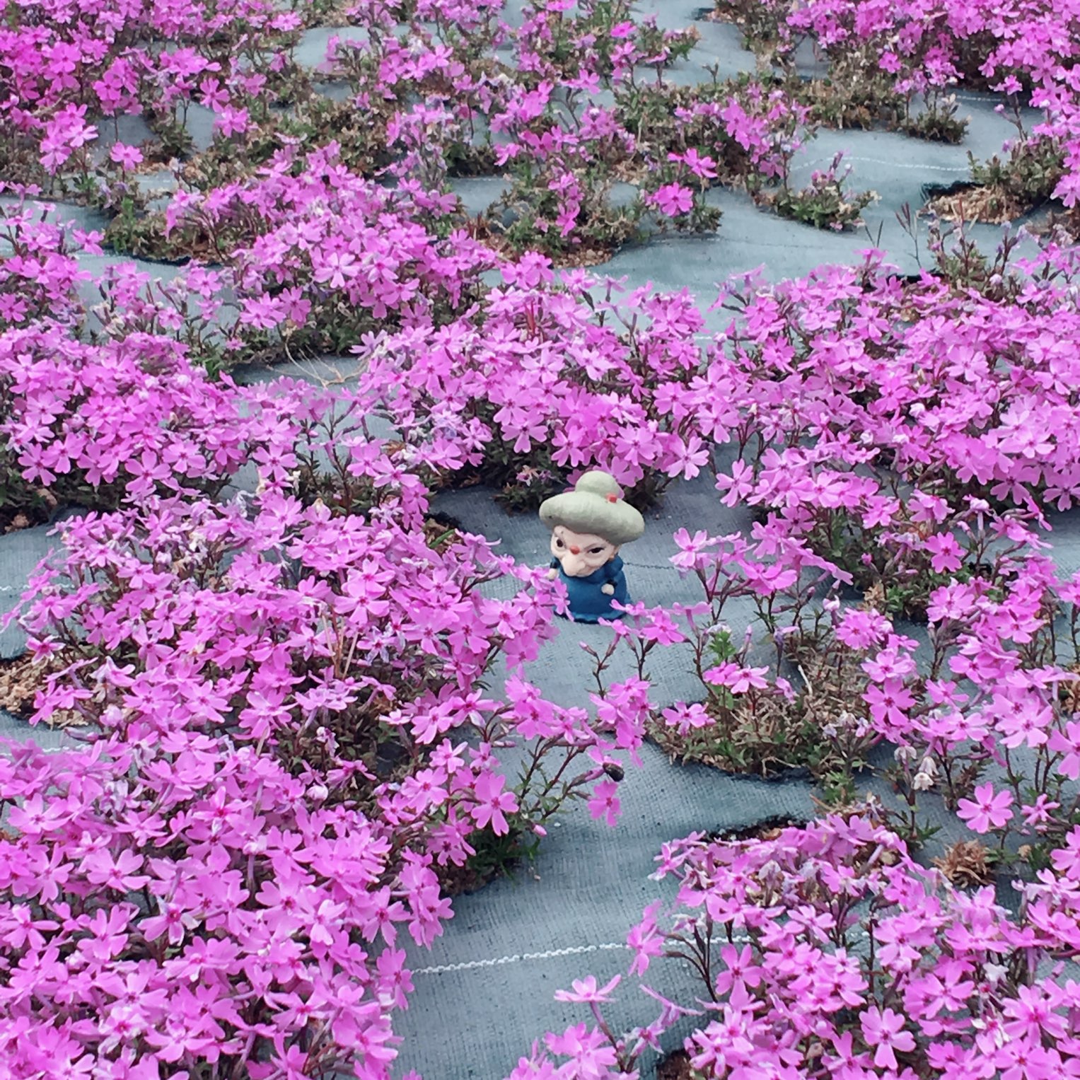 西日本 芝桜が見たくて三田へ 人もそこまで多くなくゆっくり Trip Com 三田市の旅のブログ