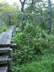 Takoppe Marshland