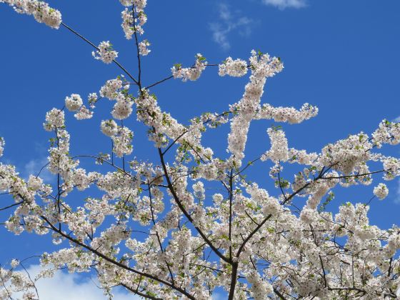 鑑真路桜通り