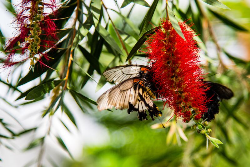 hua shi gu da jia ma hua yuan