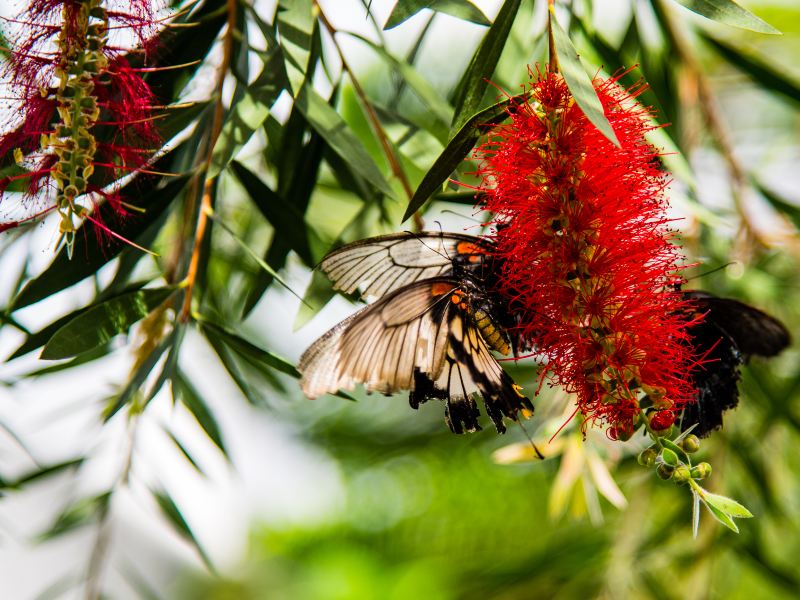 hua shi gu da jia ma hua yuan