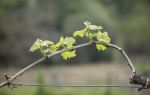 平壩農場櫻花園