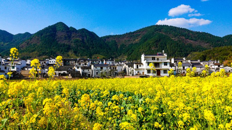 Qingyuan Rape Flower Sea