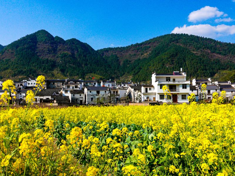 Qingyuan Rape Flower Sea