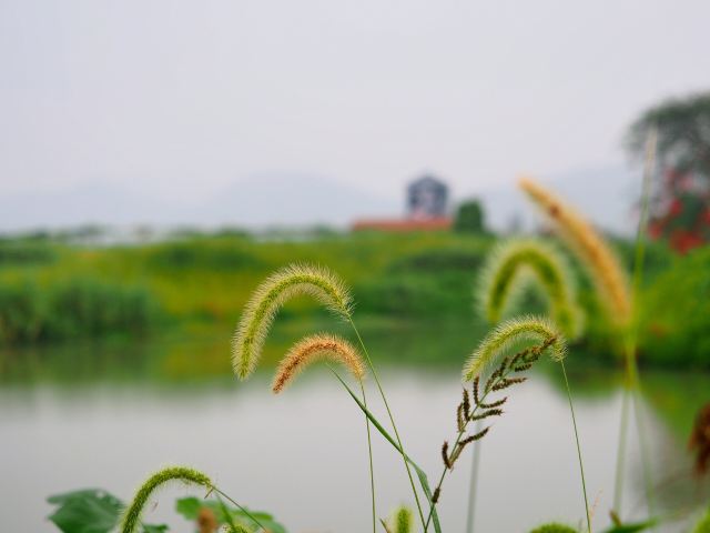 德清下渚湖濕地公園