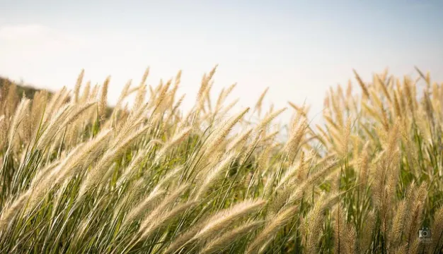 【2026芒草季節】最新14大賞芒草景點🌾，秋冬芒草行山路線推薦