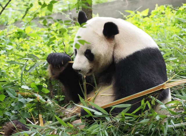 2025  Chengdu Travel Guide - Best Things to do in Chengdu