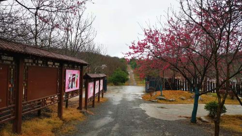 桂陽櫻花園