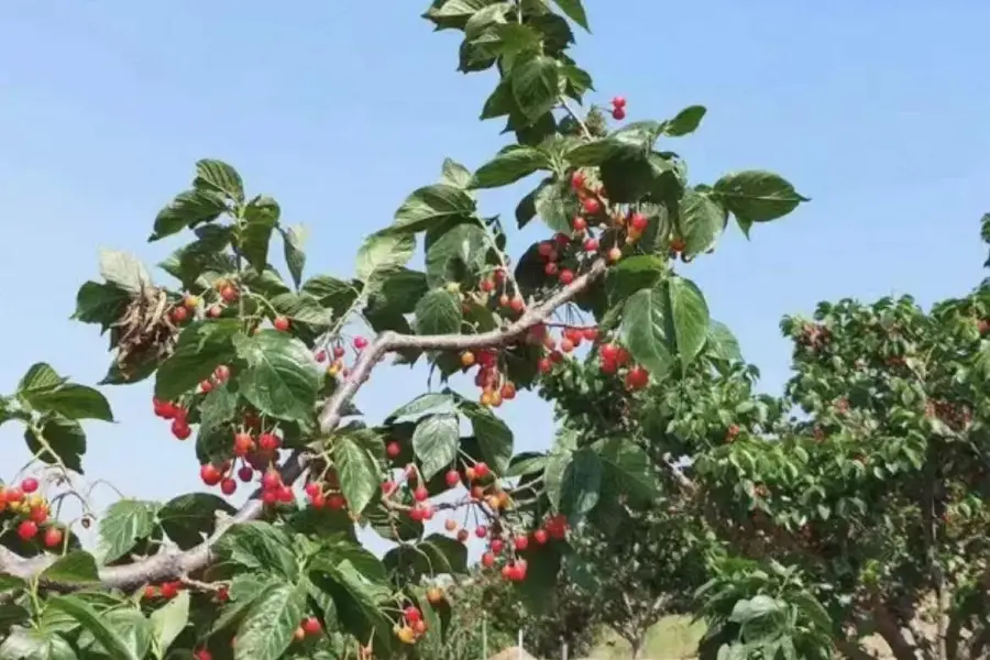 櫻桃樹下露營地