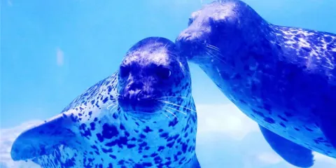 滄州海洋館門票成人