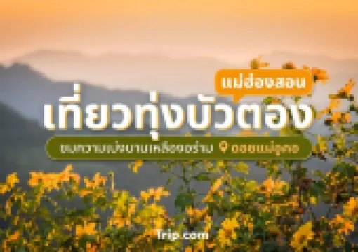 เที่ยวทุ่งบัวตอง เบ่งบานเหลืองอร่ามสวยงาม บนดอยแม่อูคอ แม่ฮ่องสอน