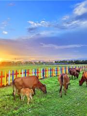 廣州世界幸福田園犇牛牧場