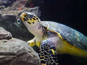 Daegu Aquarium
