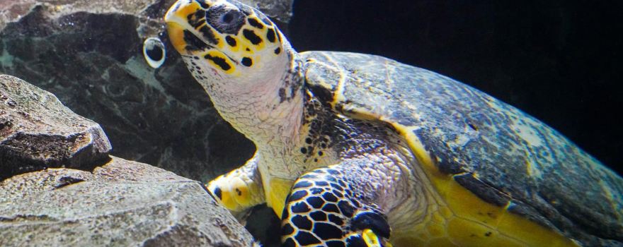 愛來水族館 大邱