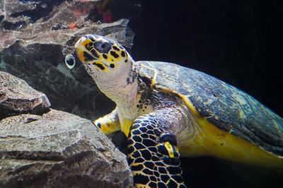 Daegu Aquarium