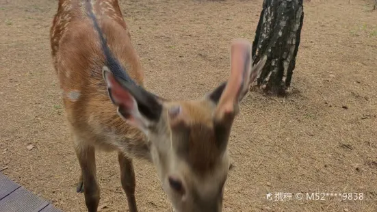 養鹿官山園