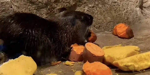 皇家海洋樂園-動物世界