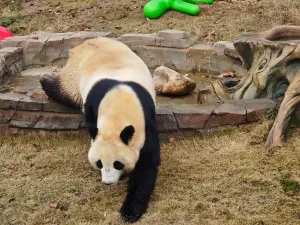 Yueyang China Panda Garden