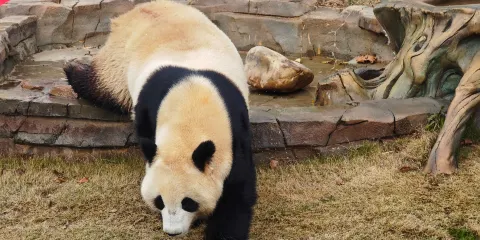 岳陽中華大熊貓苑