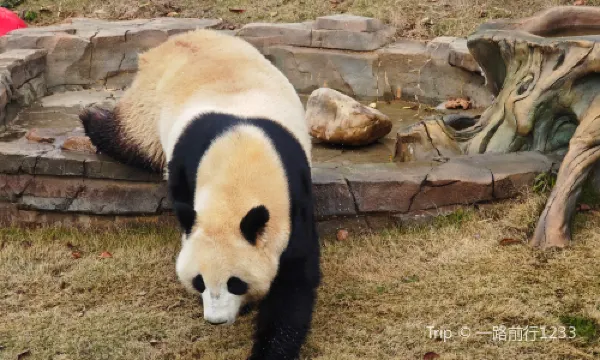 Yueyang Chinese Giant Panda Garden