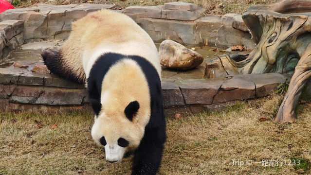 Yueyang Chinese Giant Panda Garden
