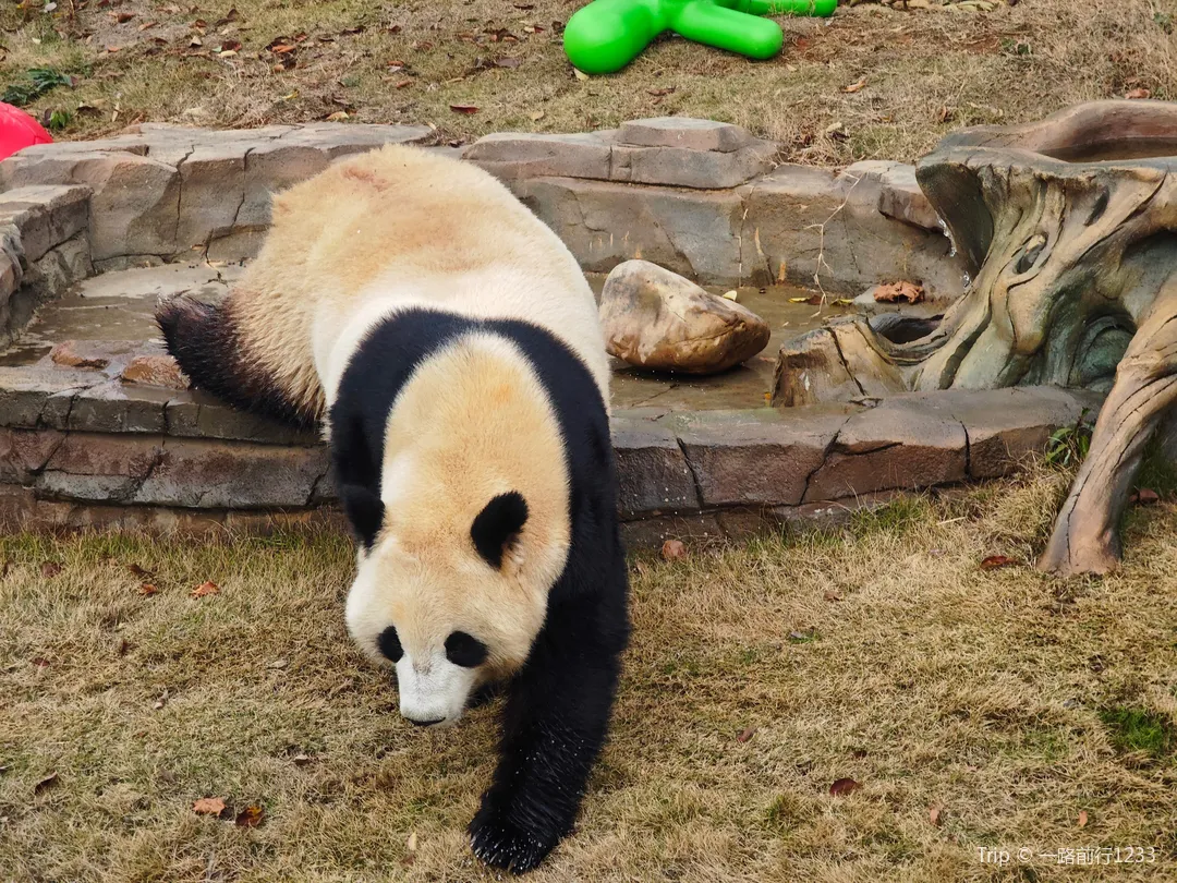 2_岳陽中華大熊貓苑