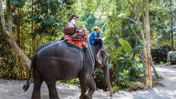 Elephant Interactions in Koh Samui
