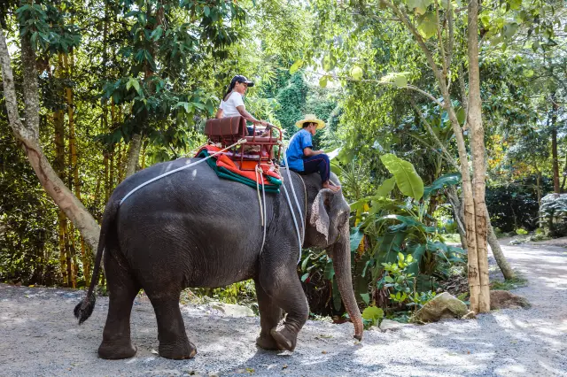蘇梅島大象互動