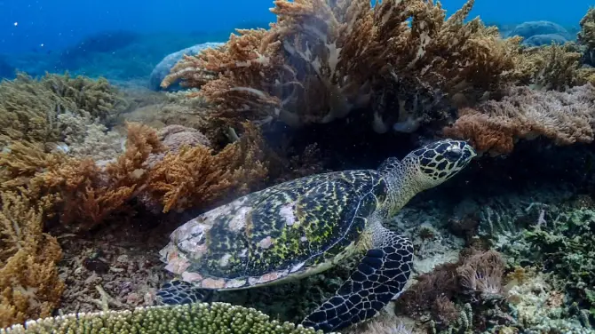 Aquaman Snorkeling Trip