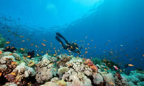 Scuba Diving in Bohol Island