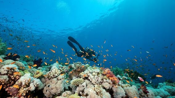 Snorkeling or Scuba Diving on Bohol Island