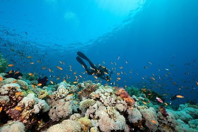 Snorkeling or Scuba Diving on Bohol Island
