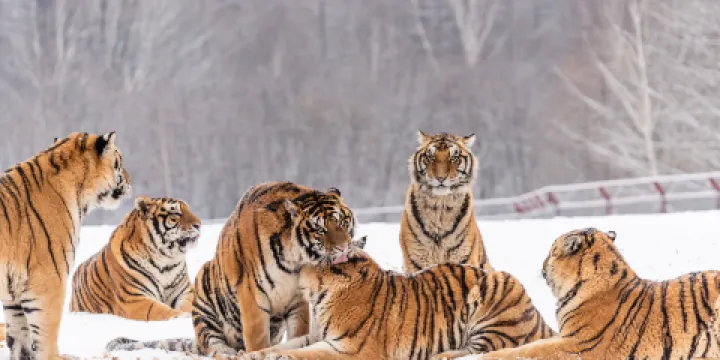 長白山東北虎林園
