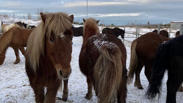 Íslenski Reiðhesturinn - The Icelandic Horse