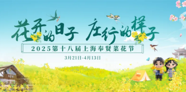 Shanghai Fengxian Rapeseed Flower Festival | hua mi zhuang xing jing qu