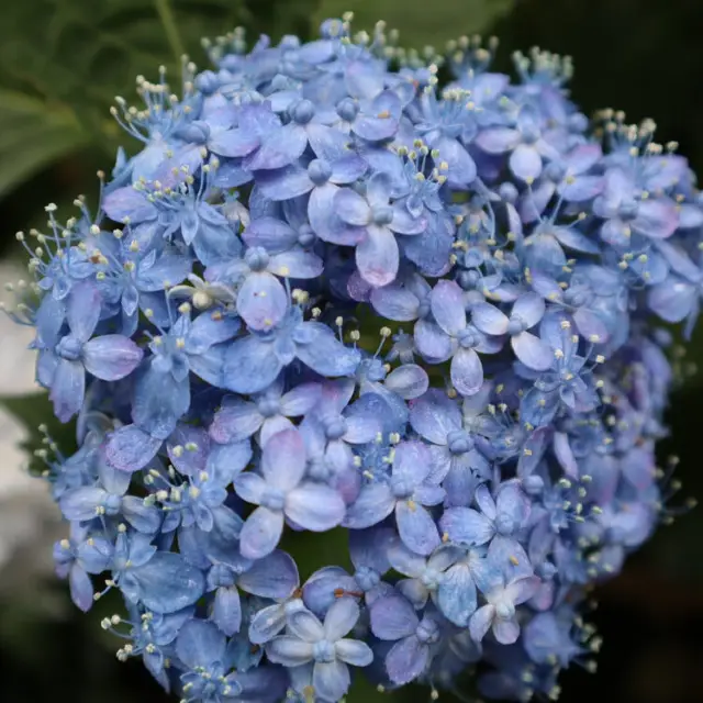 Admiring Hydrangeas in Nara