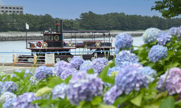 Hakkeijima Hydrangea Festival | Yokohama