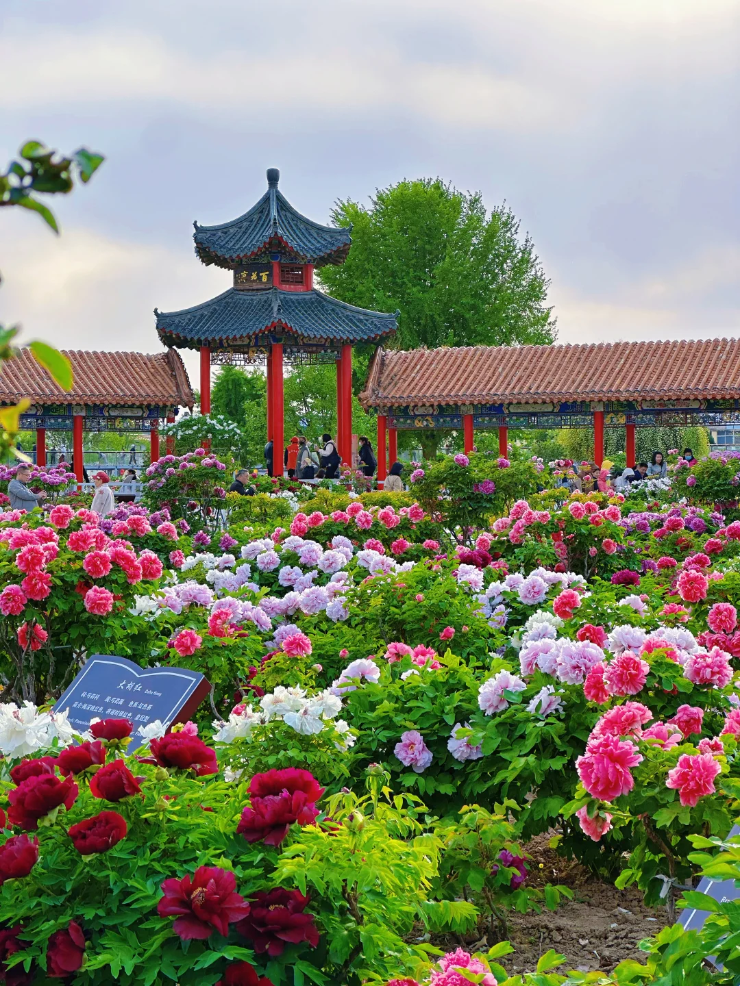 第35屆菏澤國際牡丹文化旅遊節 | 菏澤