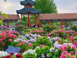 The 35th Heze International Peony Cultural Tourism Festival