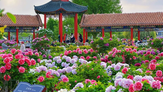 The 35th Heze International Peony Cultural Tourism Festival