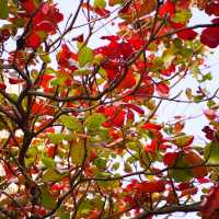 #體驗探索大自然《市區影紅葉🍁尤如置身加拿大湖景》