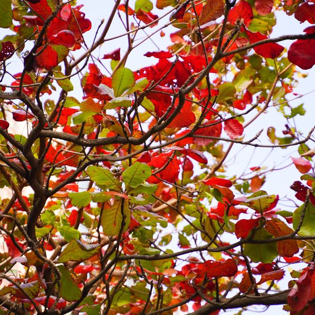 #體驗探索大自然《市區影紅葉🍁尤如置身加拿大湖景》