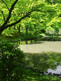 京都府立植物園で青もみじ狩り。 