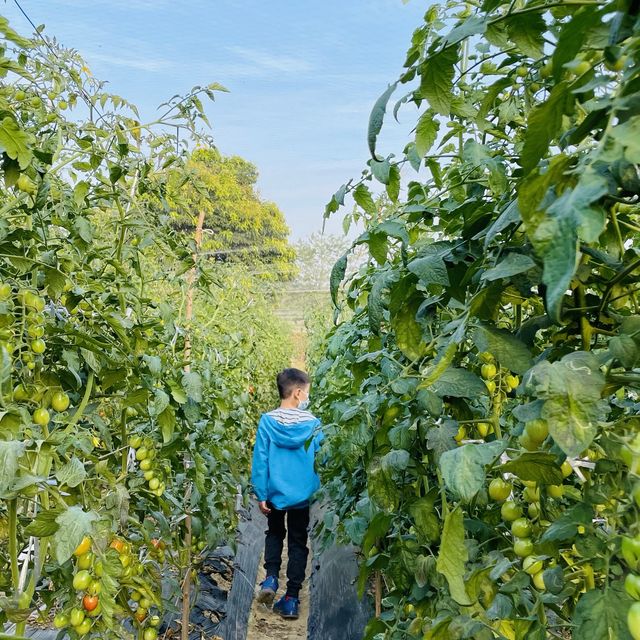 #親子游#快閃去咗朗屏士多啤梨葡萄園摘漿果
