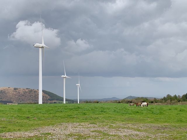 봄날의 제주 .(*´◡`*).