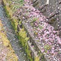 旅行|花桃の里(長野県阿智村)