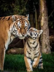 雲南野生動物園