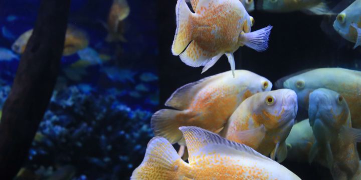 Qinba Sea World